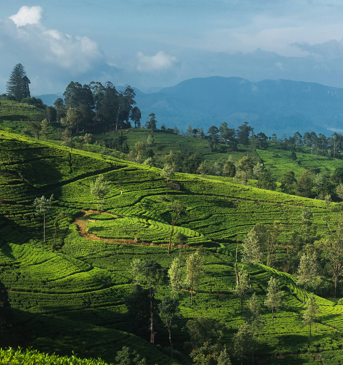 Nuwara Eliya