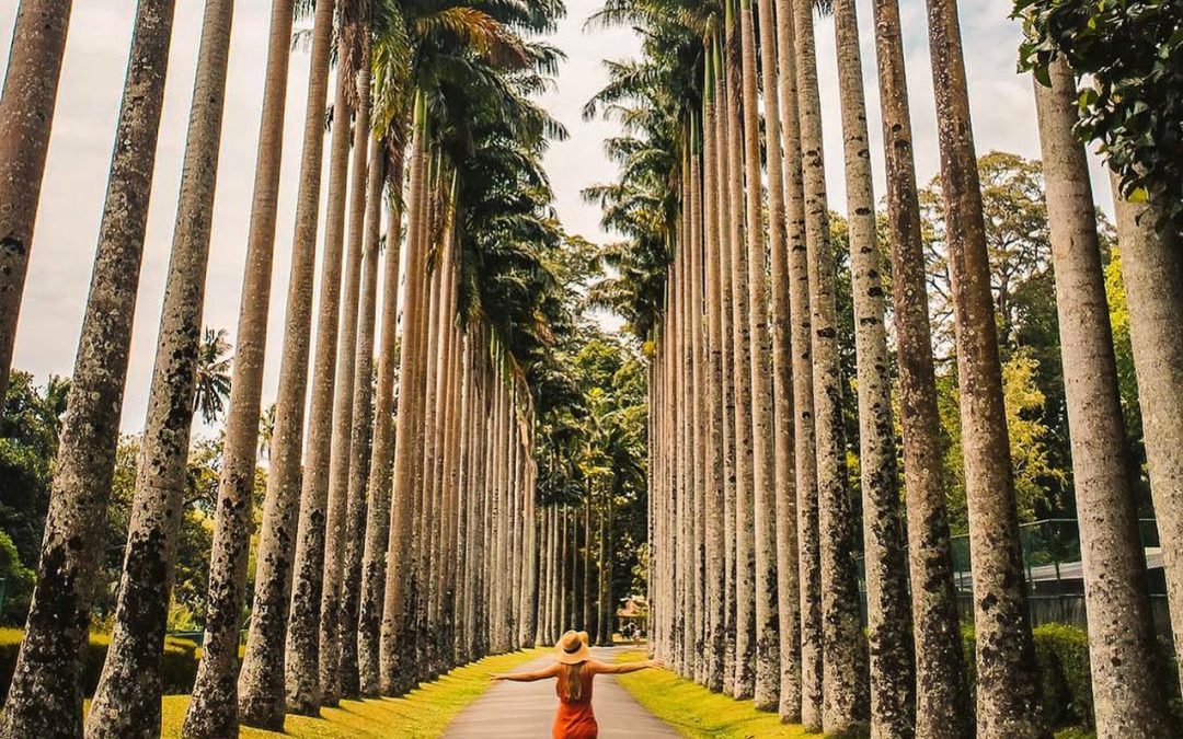 Arboretum Tour in Sri Lanka