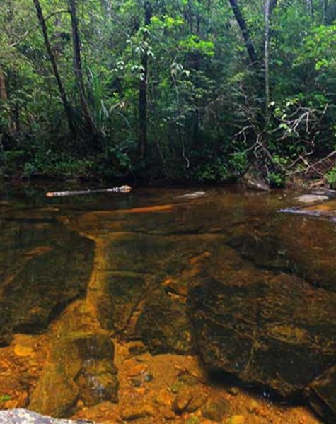 Sinharaja Rain Forest (1)