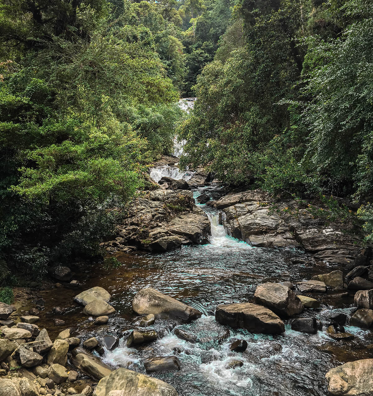 Sinharaja Rainforest