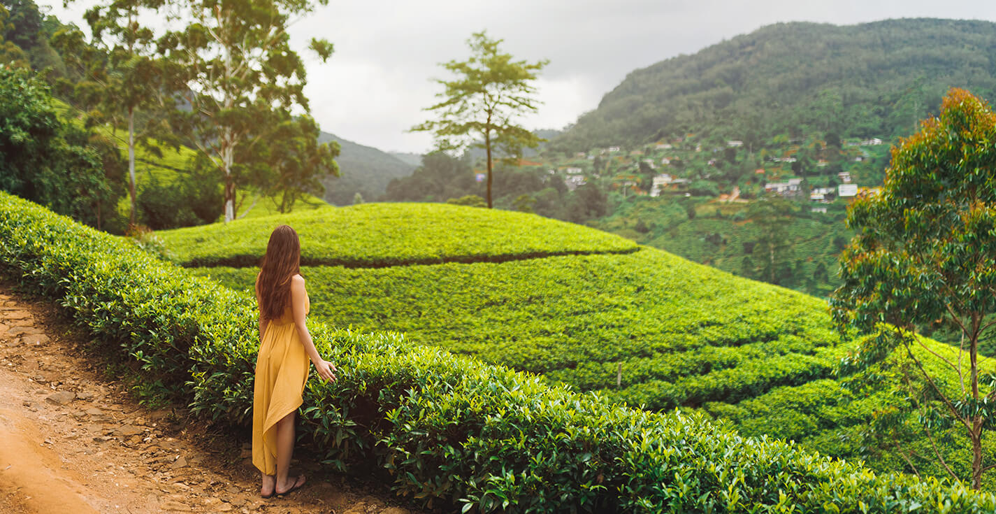 Tea Plantation Sri lanka