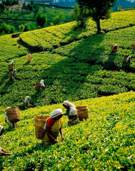 Tea Plantation