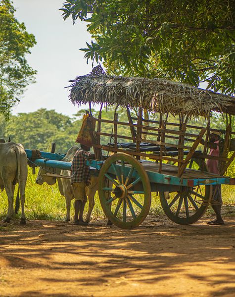The Bullock Cart in Sri Lanka