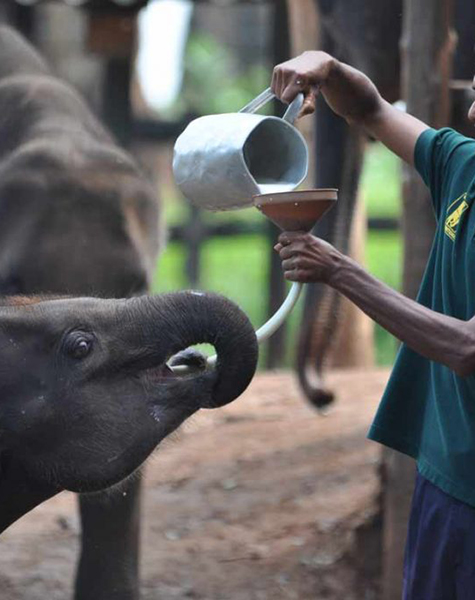 Udawalawe-Elephant-Transit-Home