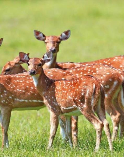 Wasgamuwa National Park in Sri Lanka (2)