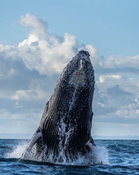 Whale Watching Mirissa