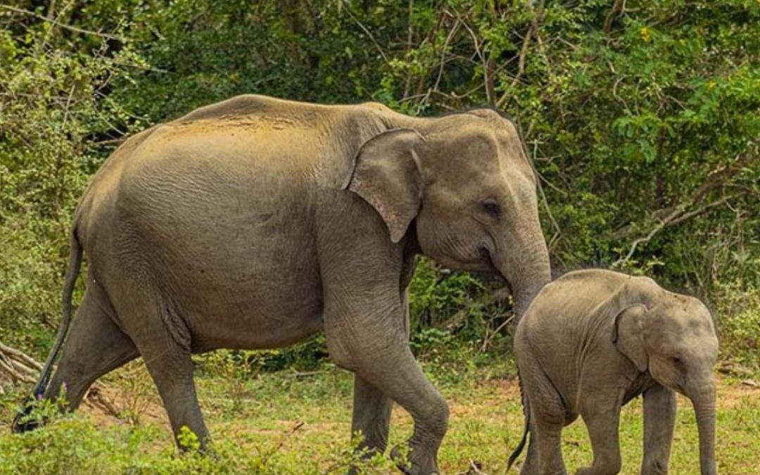 Wildlife Tour in Sri Lanka