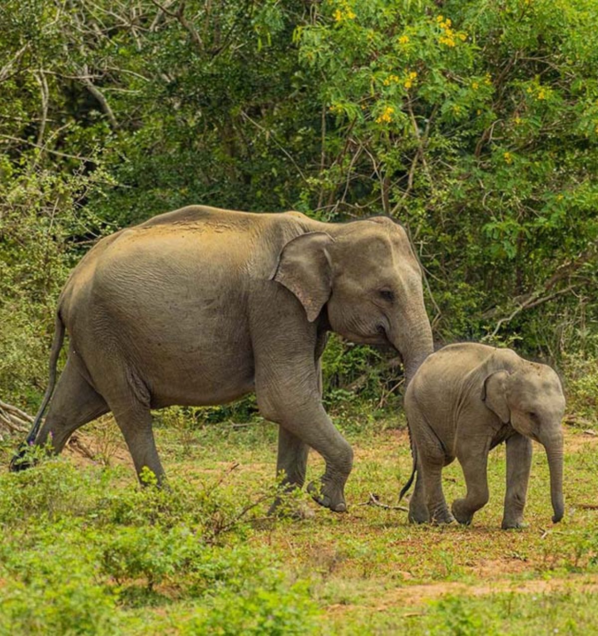 Wildlife Tour in Sri Lanka Blue Lanka Tours