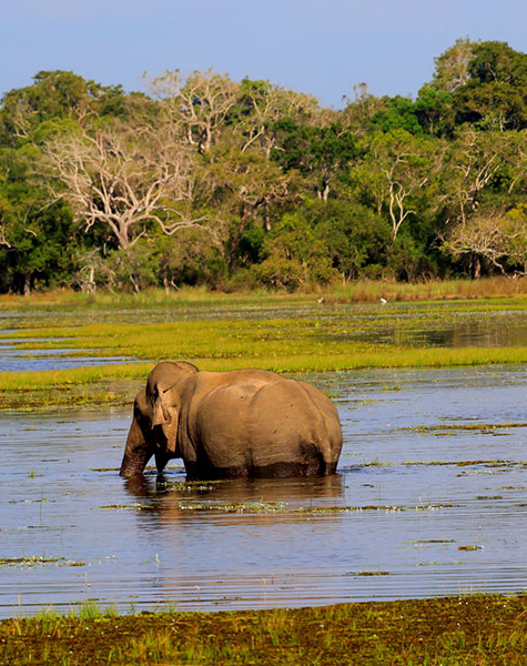 Anuradhapura