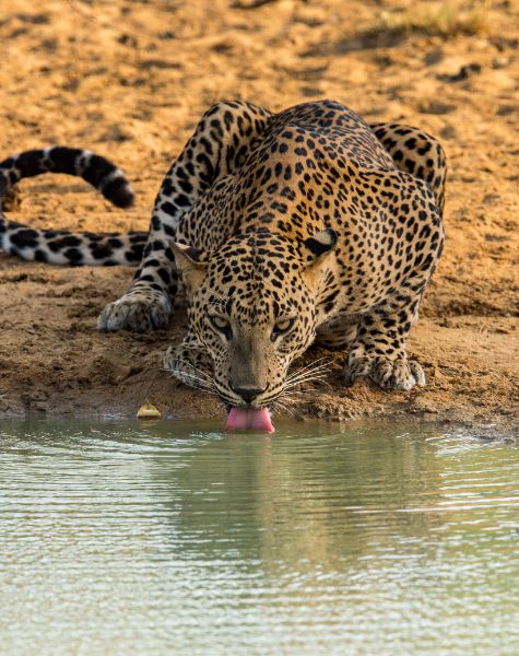 Yala national park