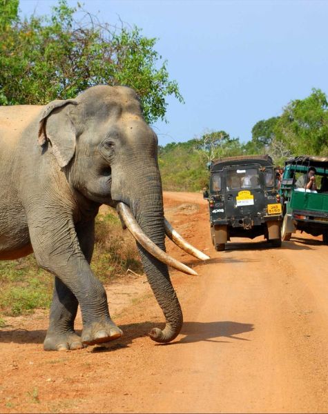 Yala national park safari