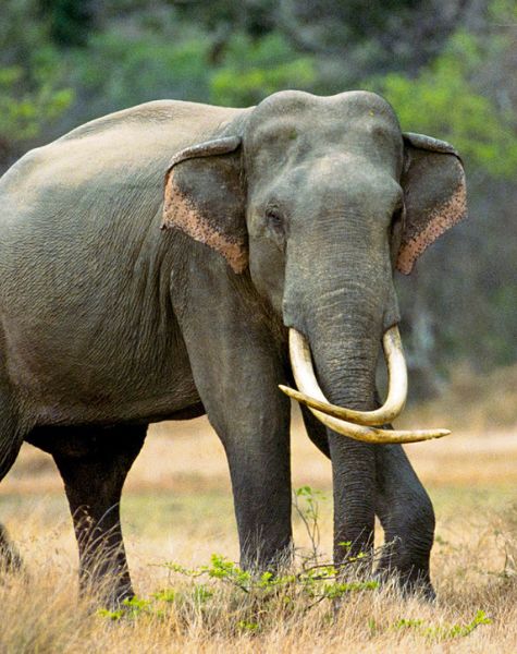 Elephand in Yala park