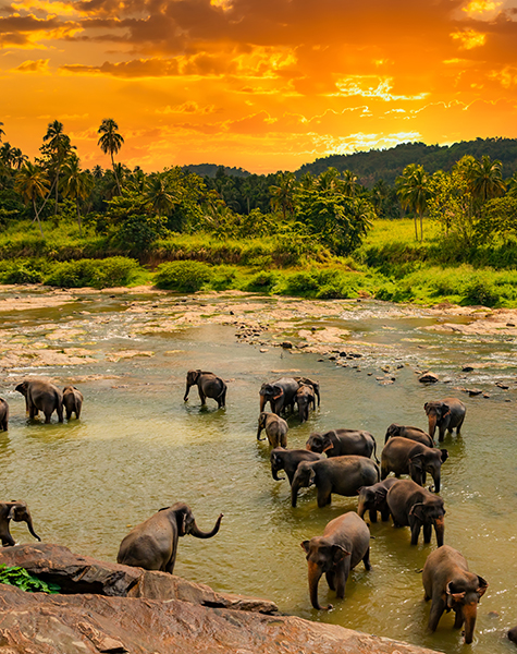 Pinnawala Elephant Orphanage.