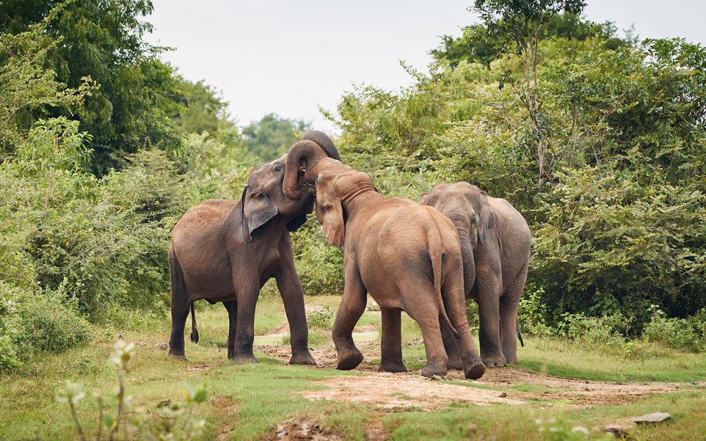 Yala Elephants
