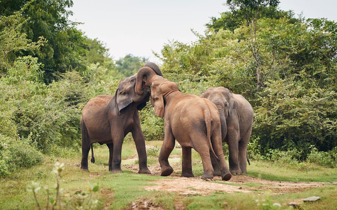 Family Tour in Sri Lanka