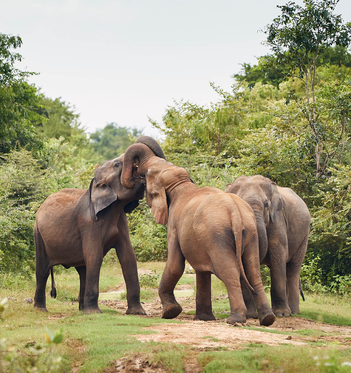 Yala Elephants