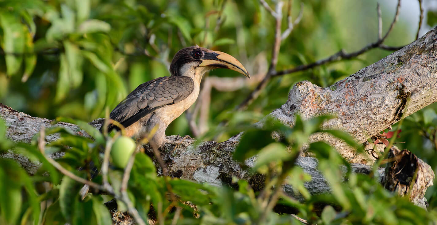 Gray Hornbill