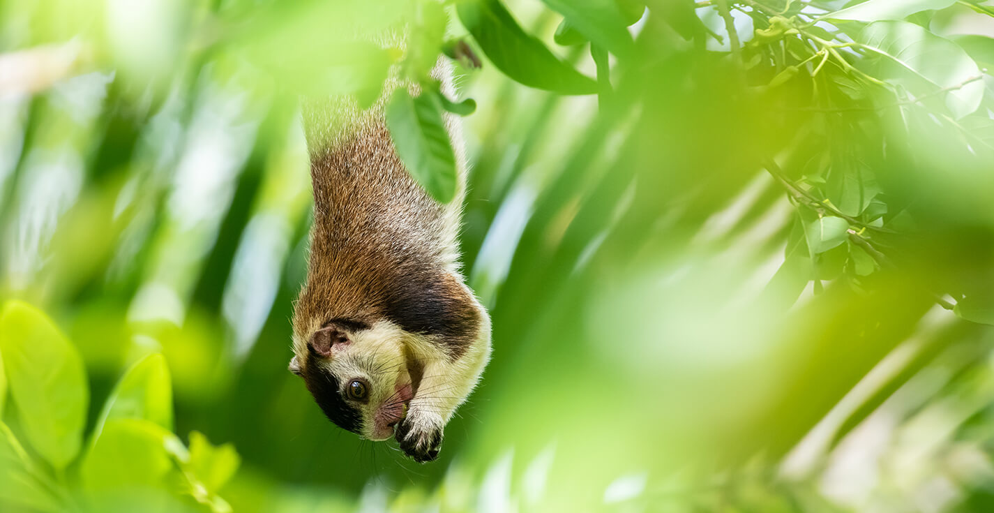 Giant Squirrel