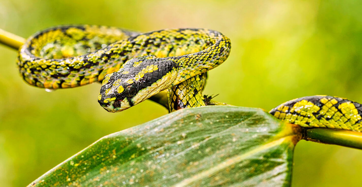 Green Pit Viper