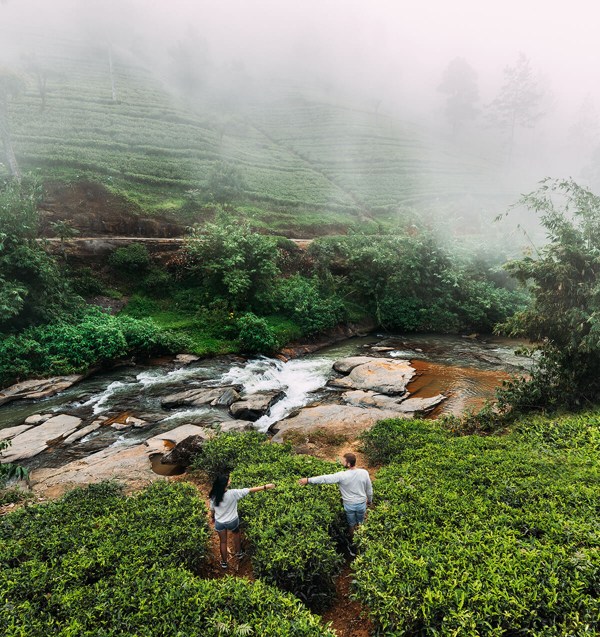 green tea plantations in Nuwaraeliya