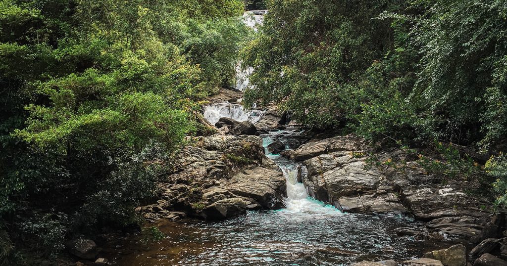 Sinharaja Rainforest