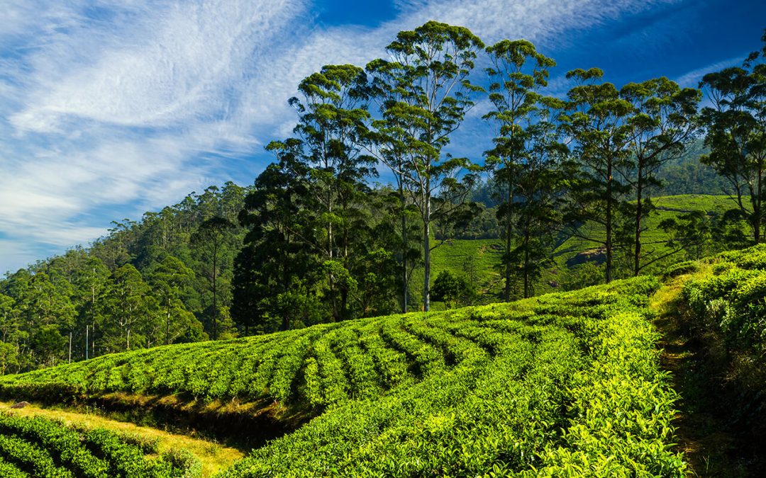 Tea Tour in Sri Lanka