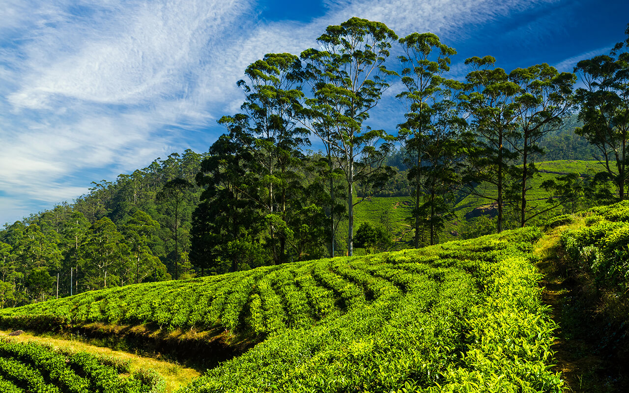 Sri Lanka tea Tour