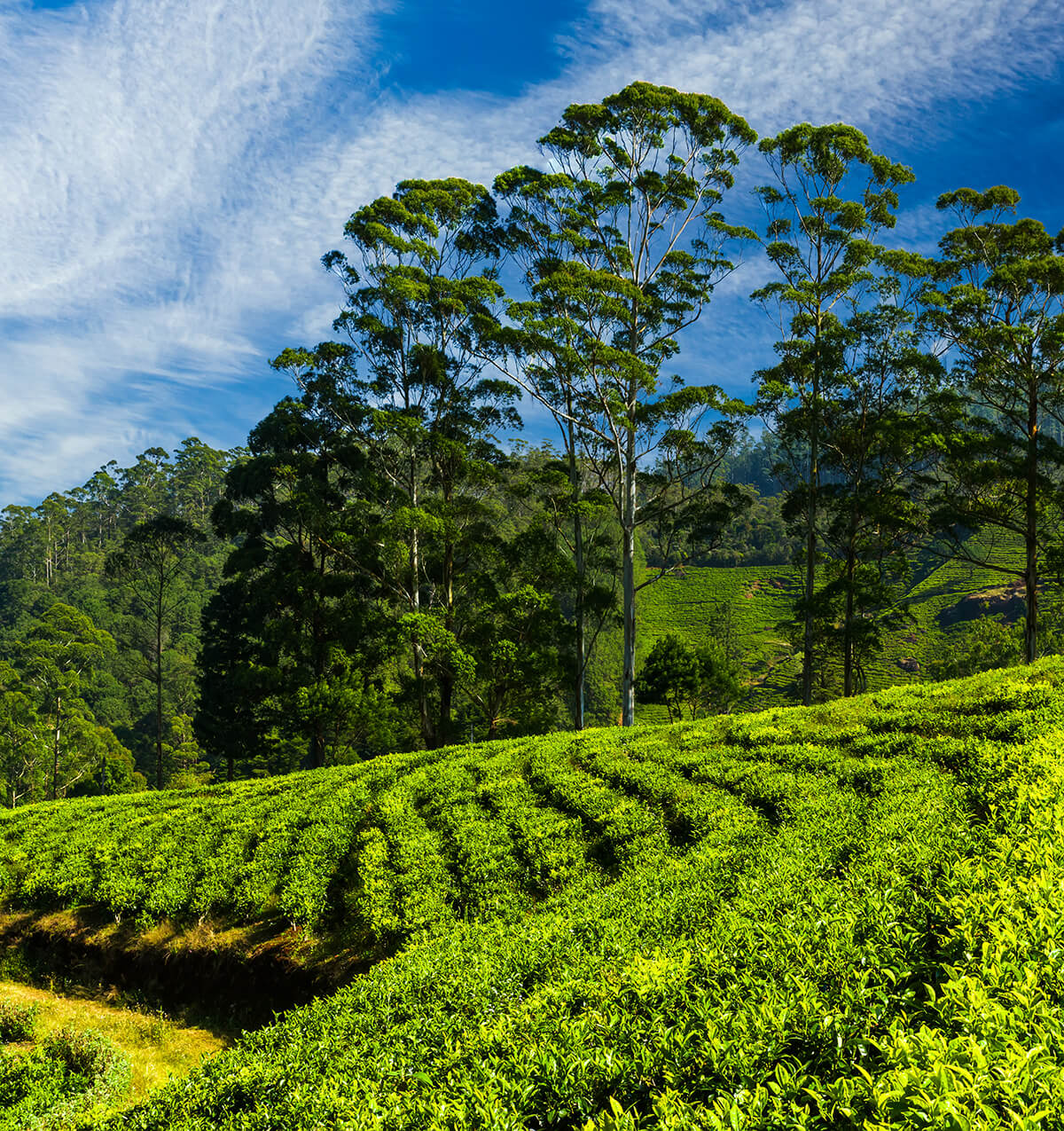 Sri Lanka tea Tour