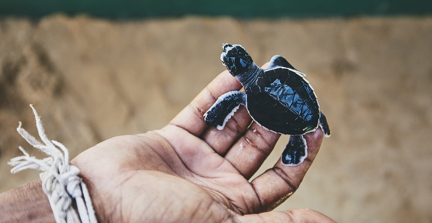 Turtle Hatchery