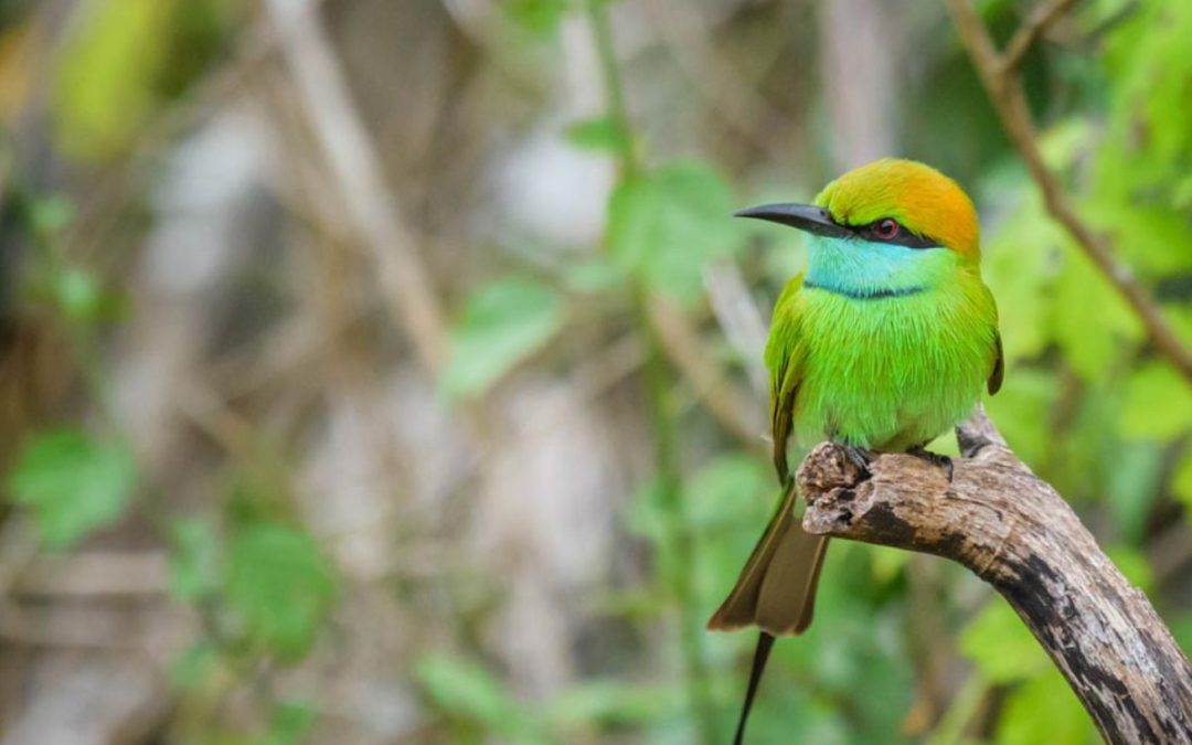 Bird Watching Tour in Sri Lanka
