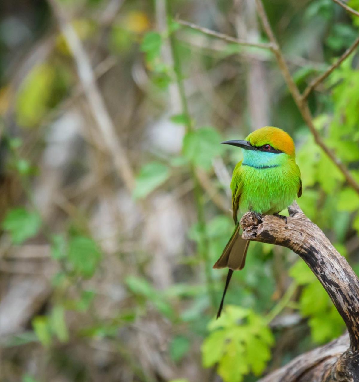 Bird Watching Tour in Sri Lanka