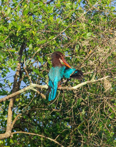 Bird Watching at Yala National Park Sri Lanka
