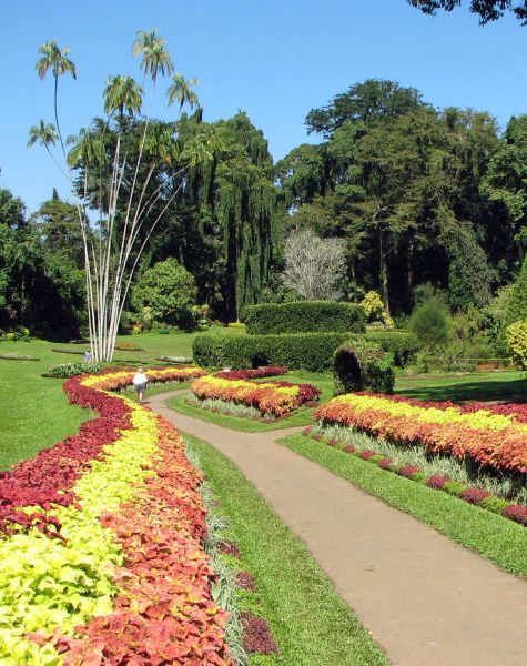 Peradeniya Botanical Gardens in Sri Lanka