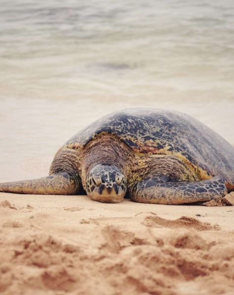 Sea Turtle in Sri Lanka