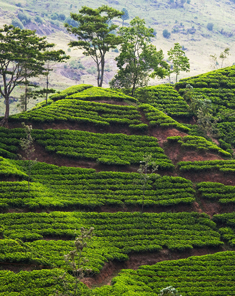 Tea estate