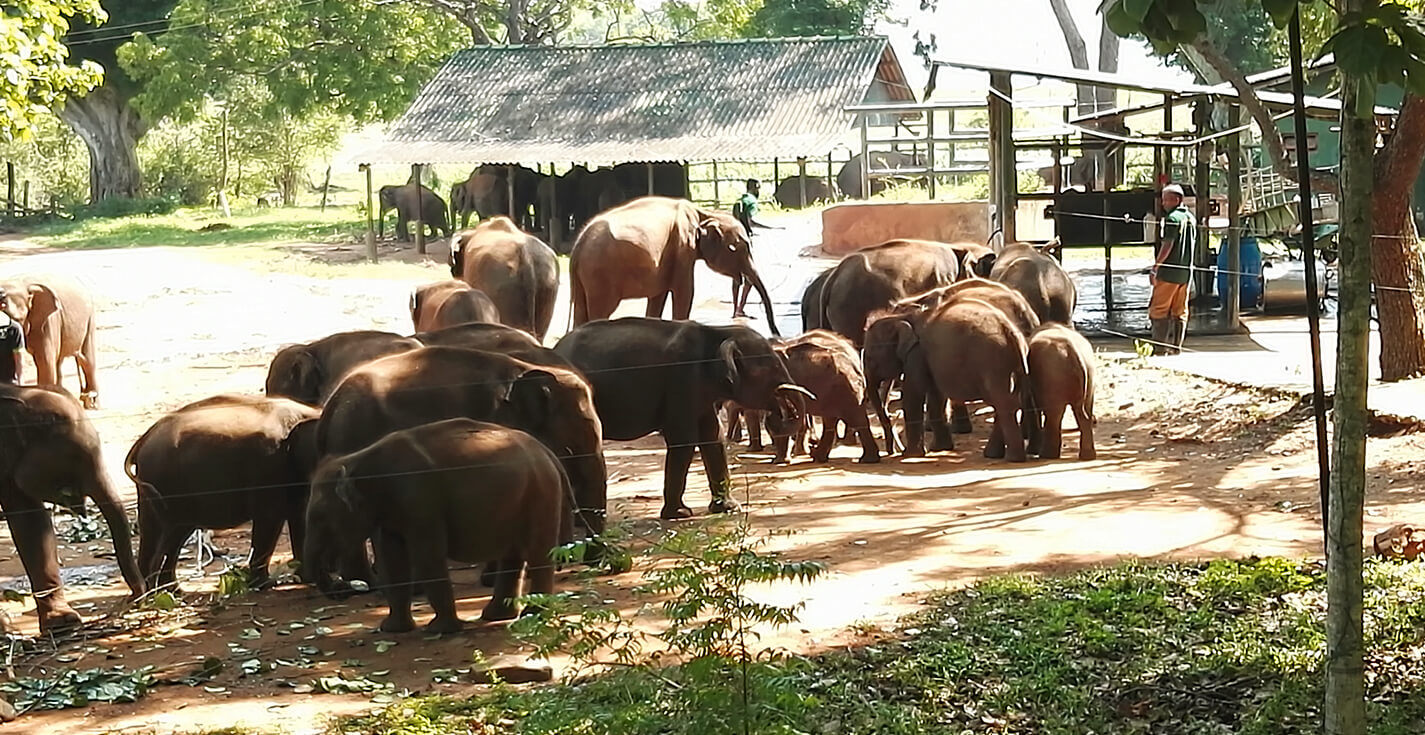 Udawalawa Elephant Transit Home