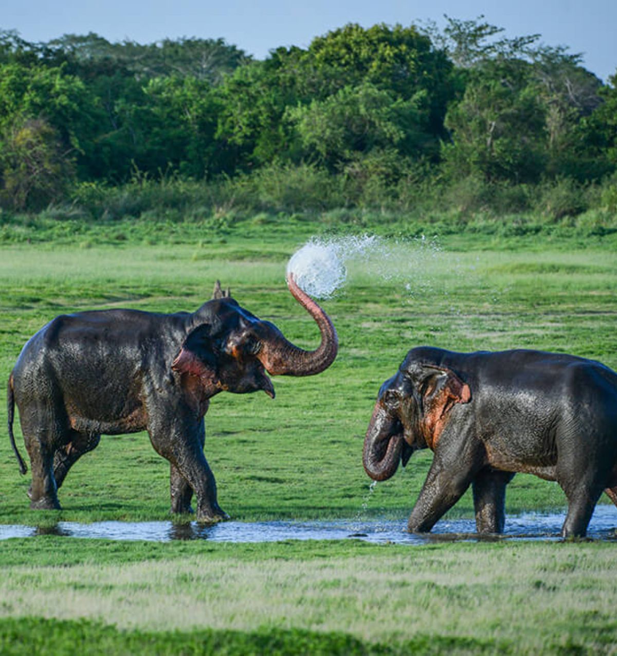 Wildlife and Nature in Sri Lanka Blue Lanka