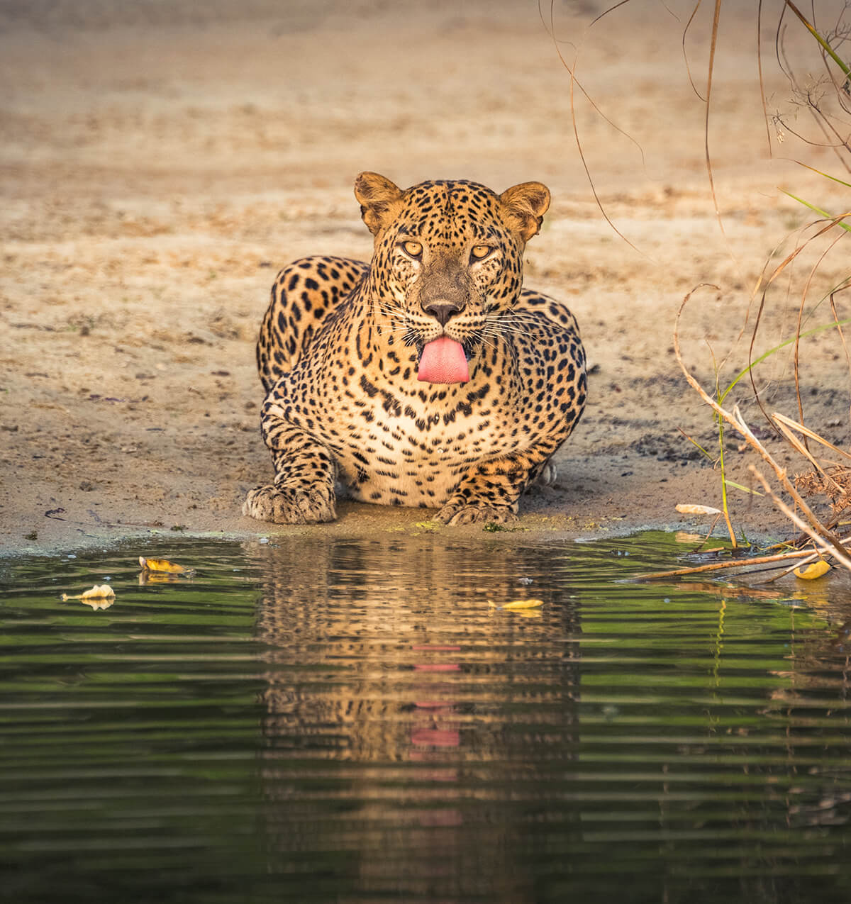 Willpattu Leopard