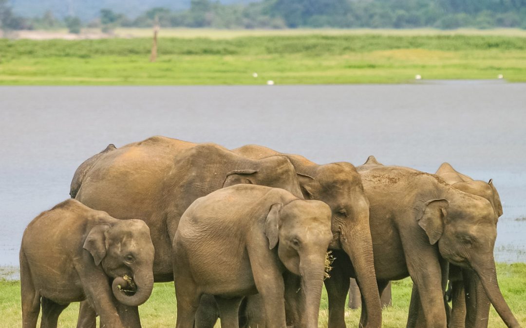 Short Break Tour in Sri Lanka 2