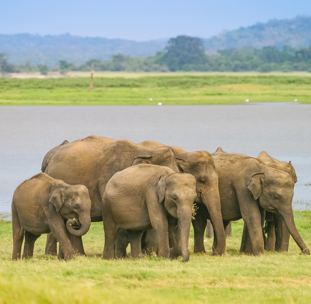 A Herd of Sri Lankan Elephant