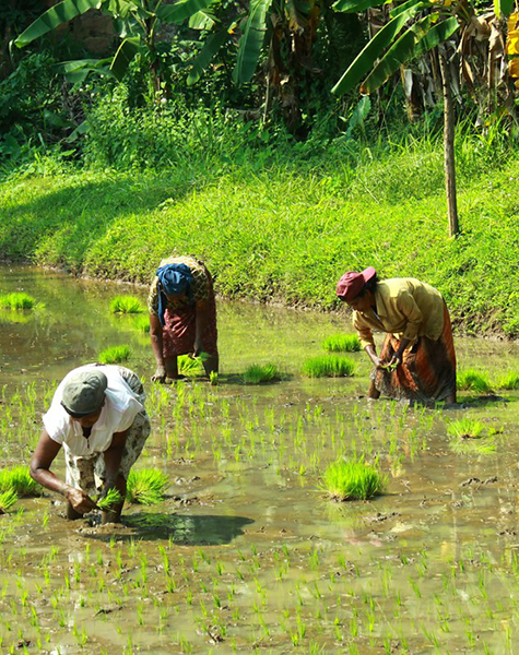 village life