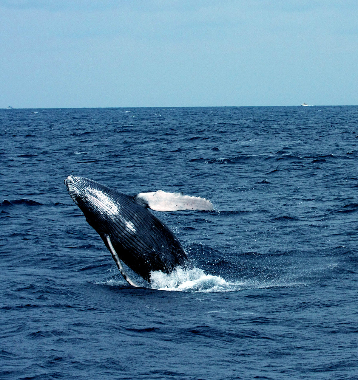 Whale Watching Mirissa