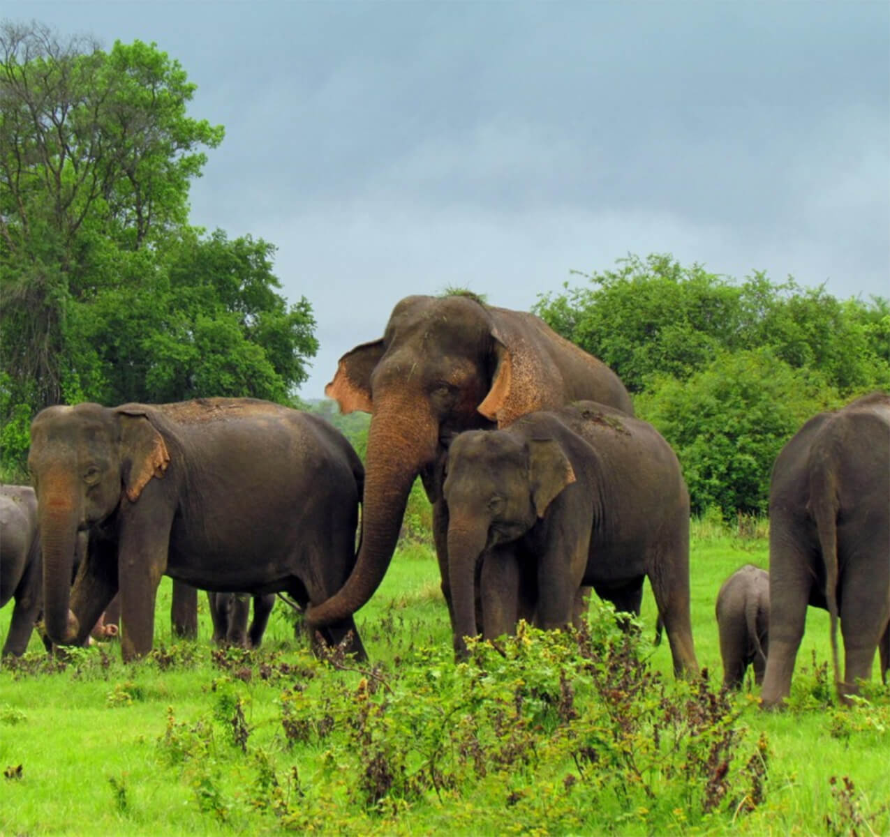 Elephant Safari