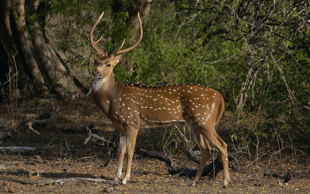 National Parks in Sri Lanka