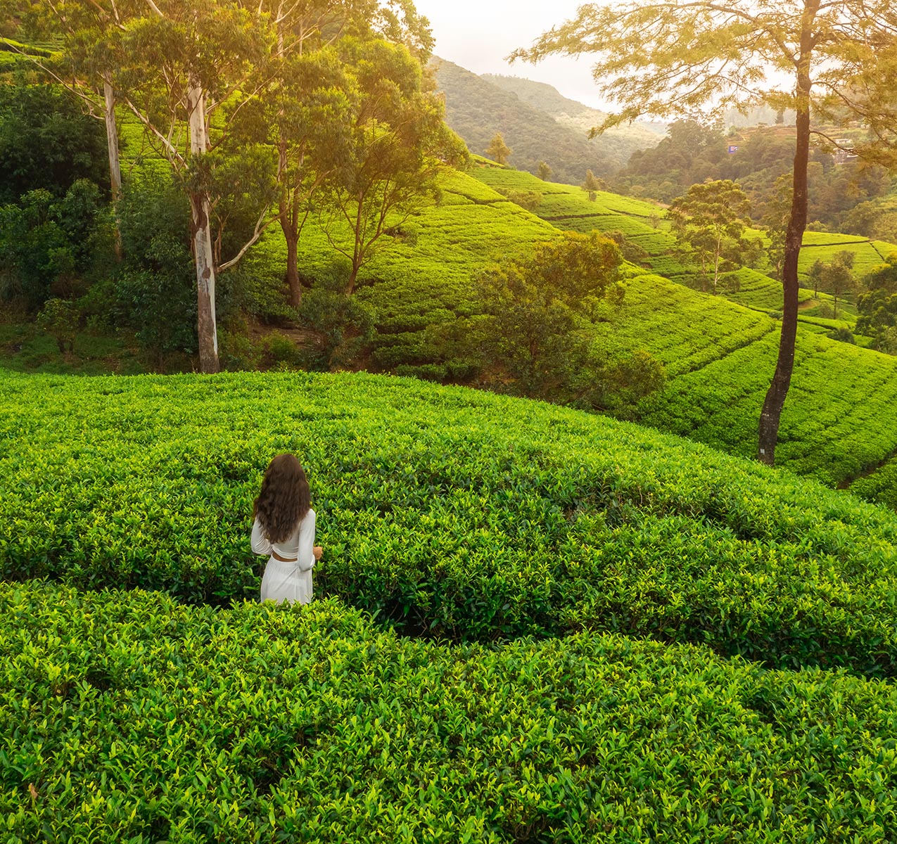 Nuwaraeliya