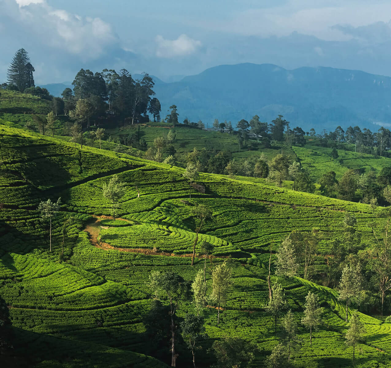 Nuwara Eliya