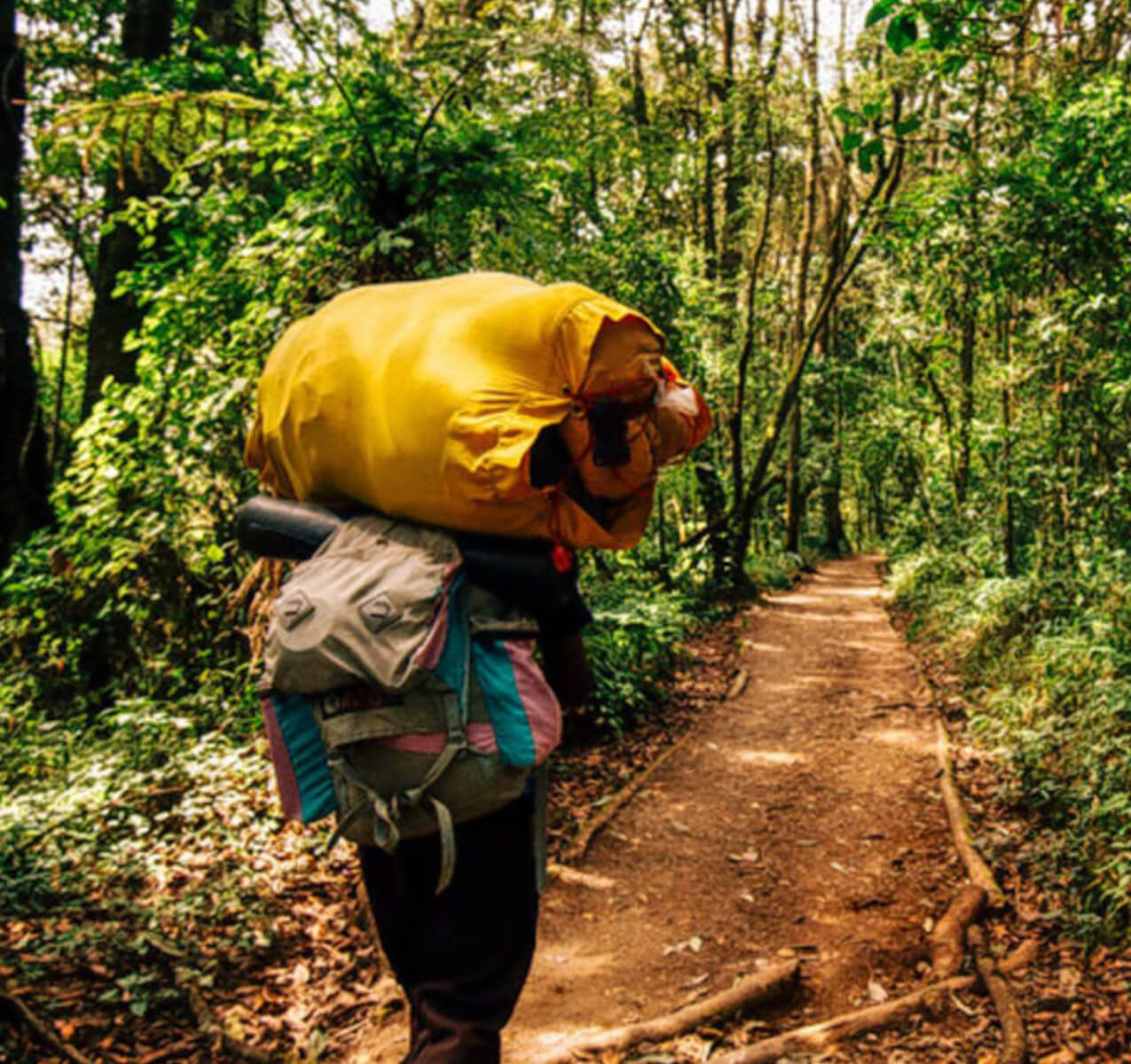 Rainforest in Sri lanka