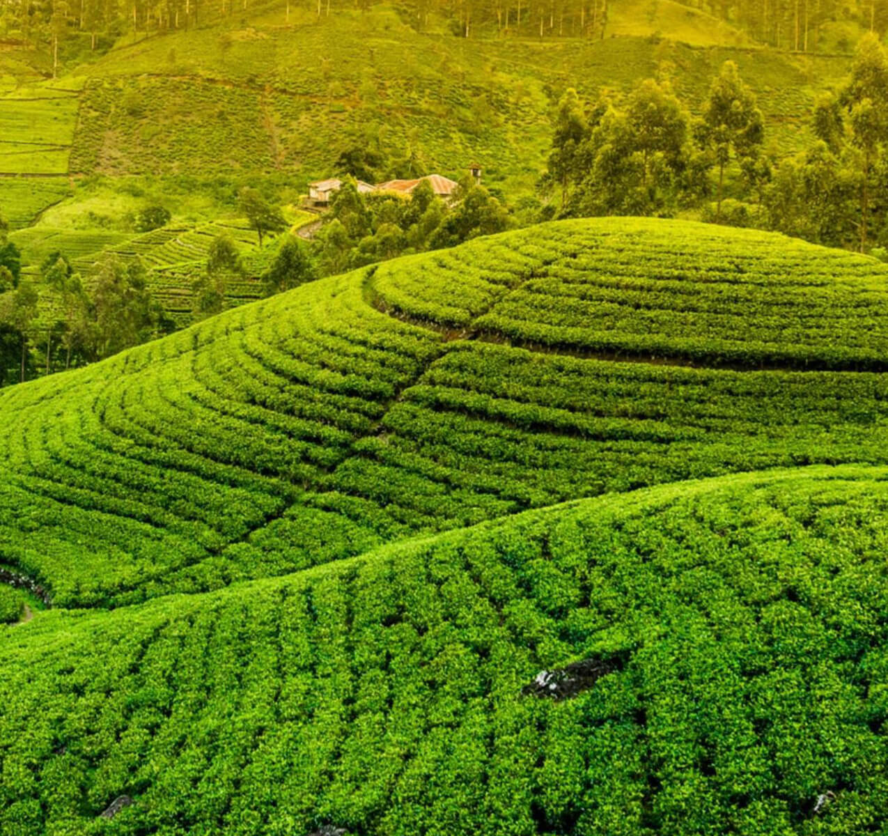 Tea Estate in Hill Country