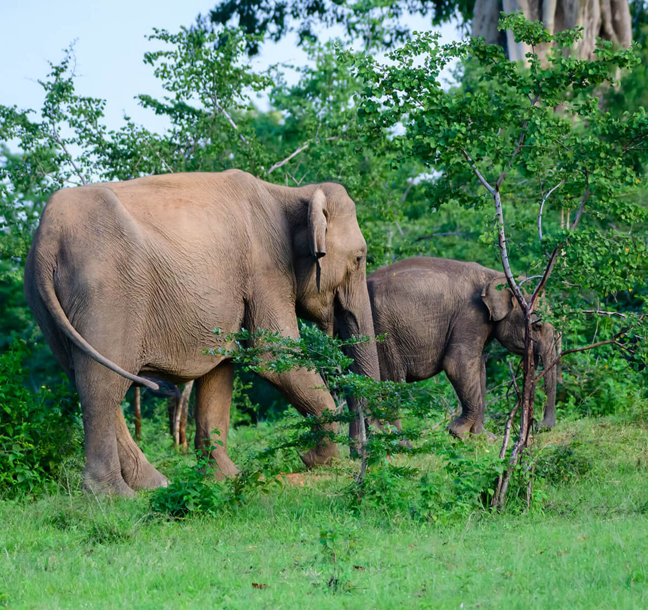 Yala National Park