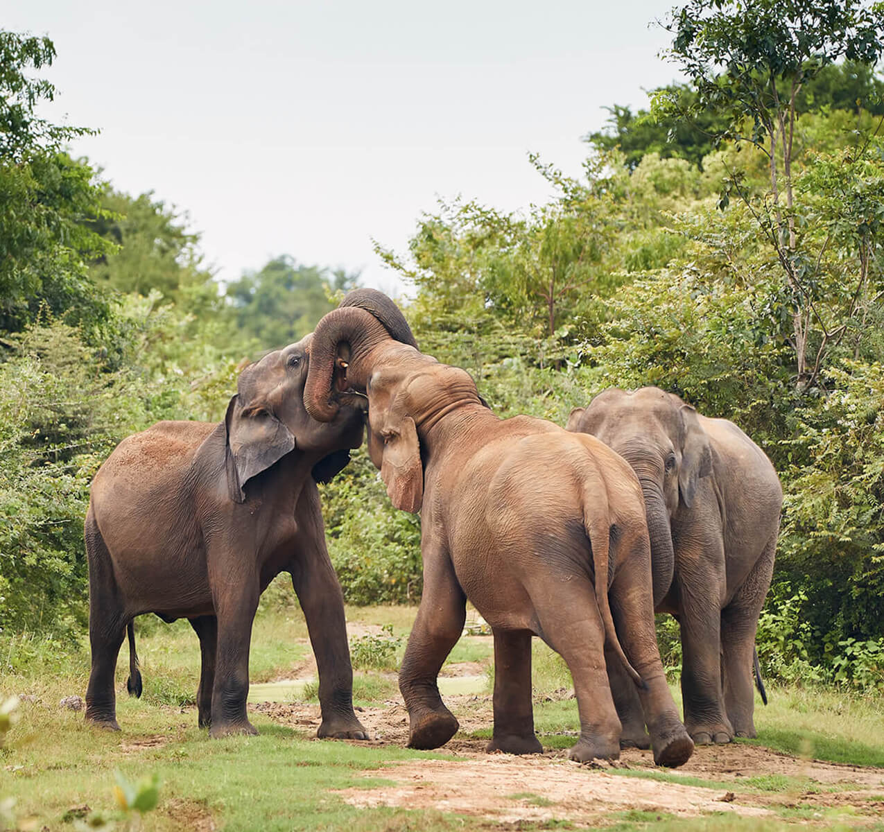 Elephants in Yala
